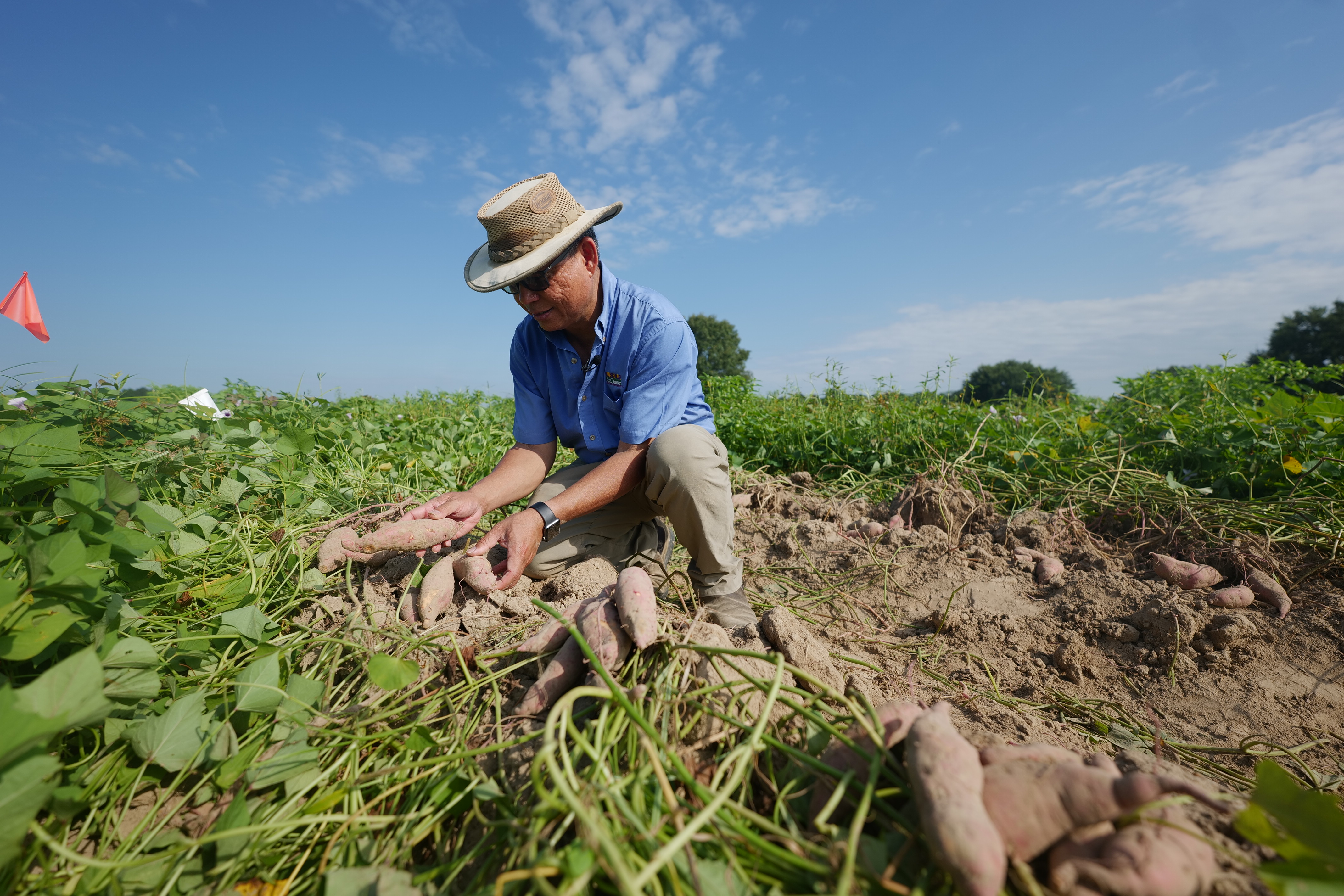 Virtual sweet potato field day reveals advanced lines, improved techniques